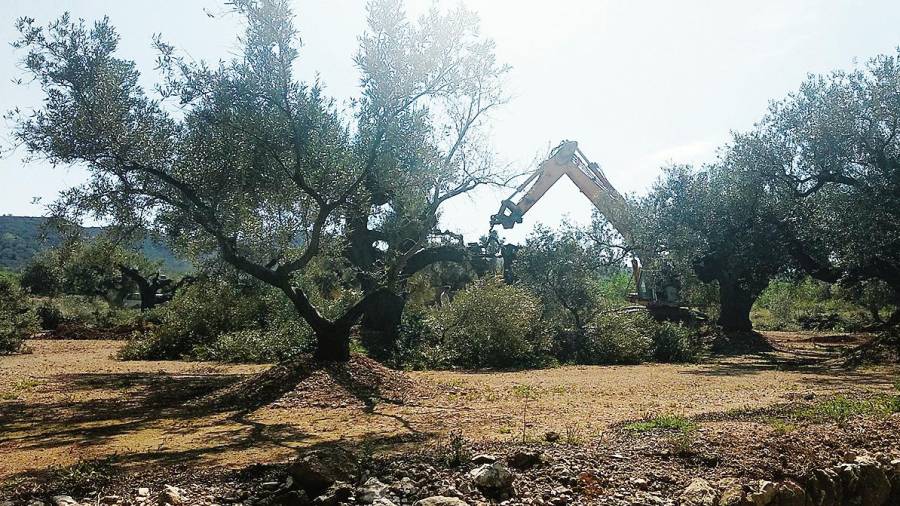 Màquines treballant ahir en l’espoli d’oliveres monumentals, a una finca de Godall. FOTO: Cedida
