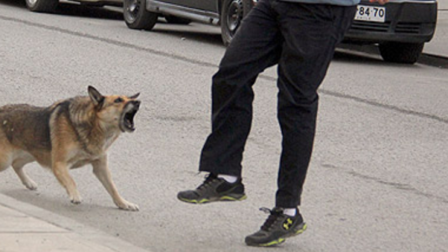Imagen de archivo de un perro atacando a un hombre en plena calle. FOTO: DT