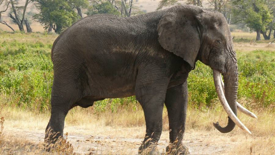 El elefante africano está incluido en el Convenio sobre el Comercio Internacional de Especies Amenazadas de Fauna y Flora Silvestre.