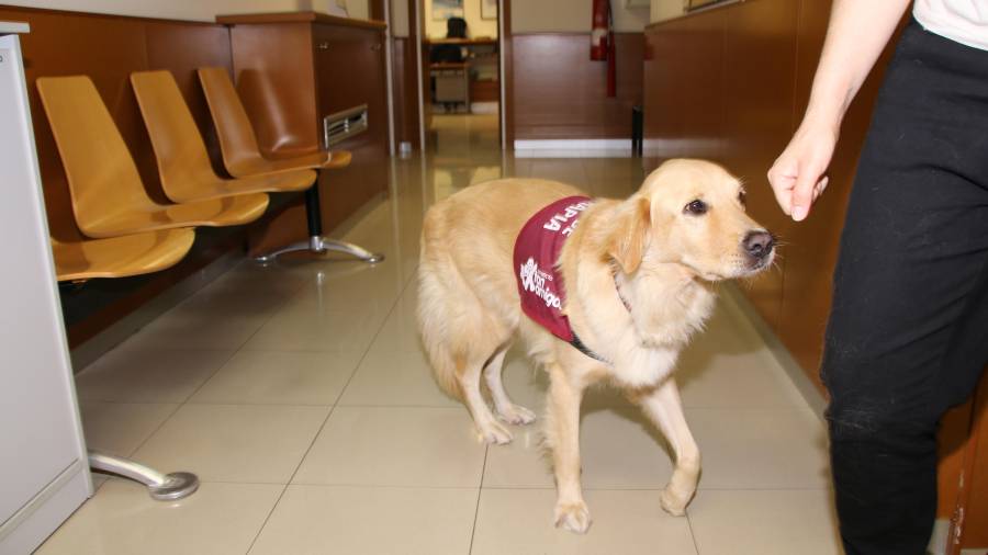 Bob sigue a Esther, una víctima de violencia machista en Tarragona. FOTO: Alba Mariné