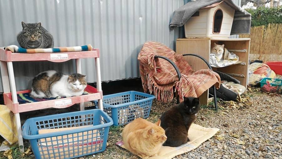 Algunos de los gatos en el actual solar de la entidad animalista. FOTO: Refugi baix camp