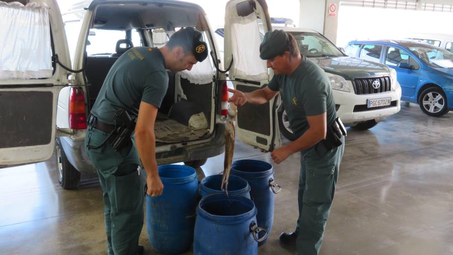 Interceptados 225 kilos de pulpo 'ilegal' en Les Cases d'Alcanar