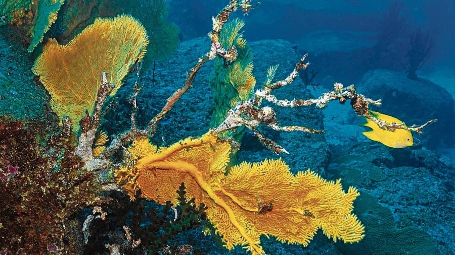 En torno al 90% de la biomasa total de los océanos, recuerda, está formada por microorganismos. FOTO: Getty Images
