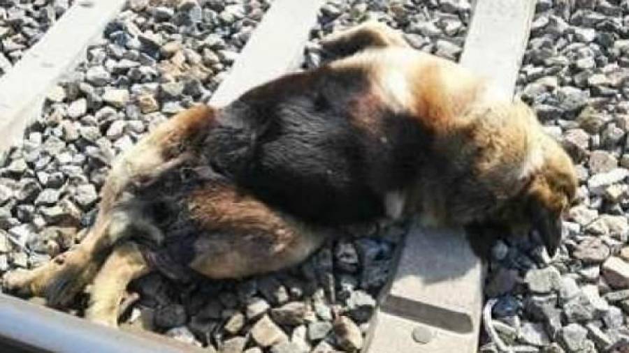 Uno de los perros que se han encontrado muertos. Foto: PACMA