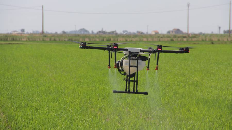 Un dron fent testejos de fumigació sobre un camp d’arròs. FOTO: EBREDRONE