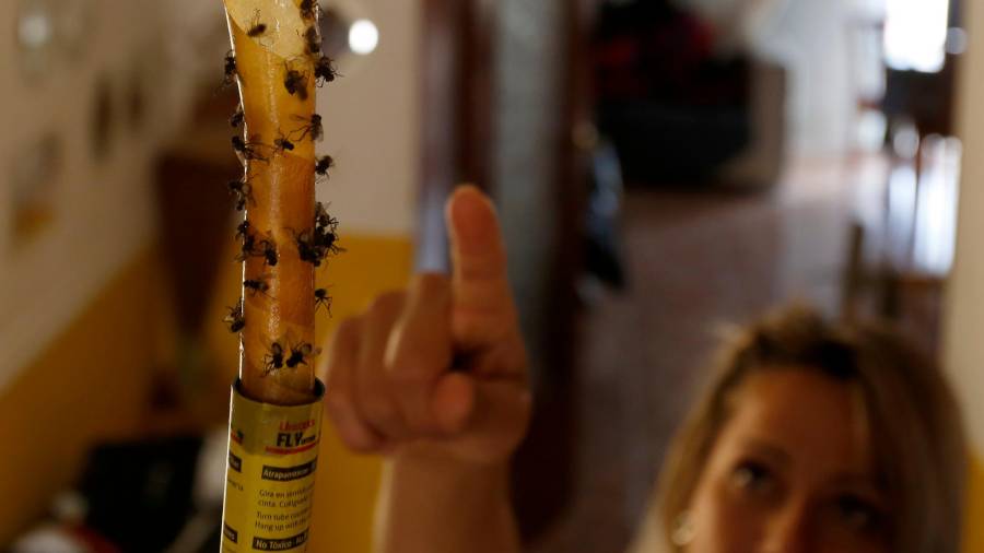 Tània López, una vecina del municipio, enseñando al ‘Diari’ la tira de pegamento, que sirve para matar a las moscas.