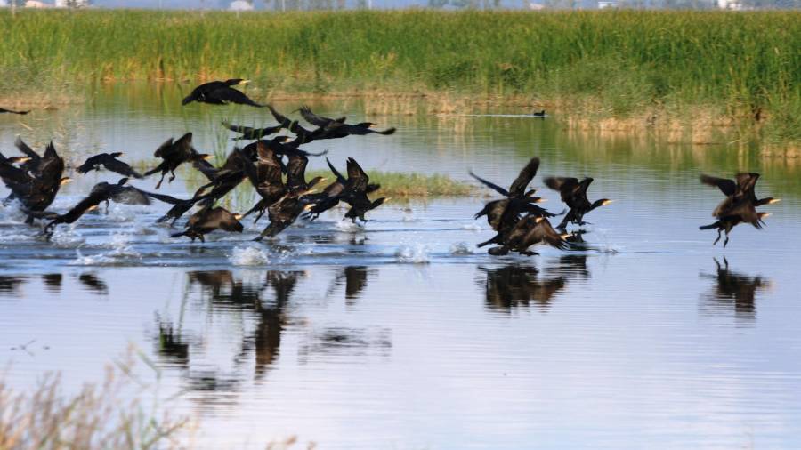 Proyectos para proteger las especies locales como los Cormoranes de Olot. FOTO: Cedida