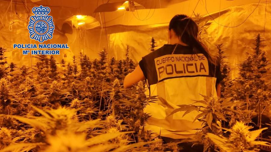 Imagen de la marihuana decomisada. Policia Nacional