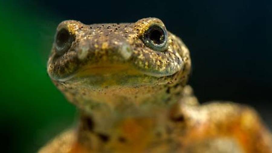 El centro está especializado en anfibios y reptiles.