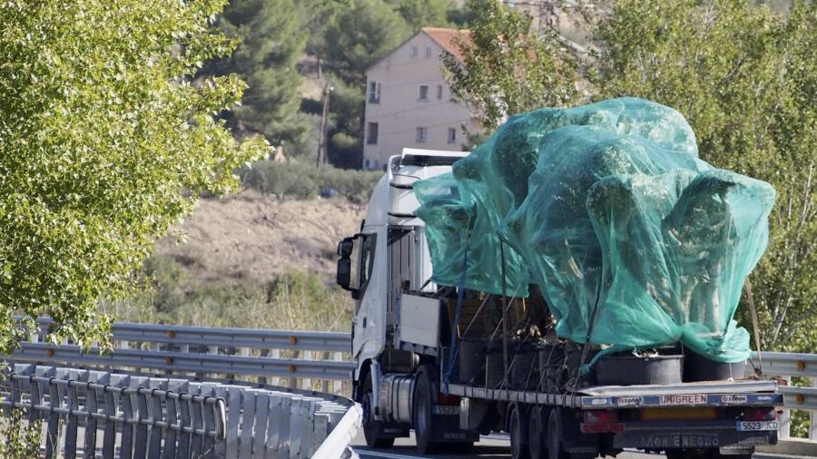 Un camió amb diverses oliveres carregades. foto: joan revillas