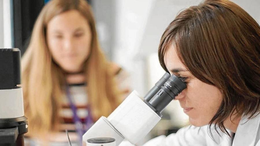 Científicos del Instituto de Bioingeniería de Catalunya (IBEC) han conseguido crear minirriñones íntegramente con células madre humanas. FOTO: Marta Pérez / EFE
