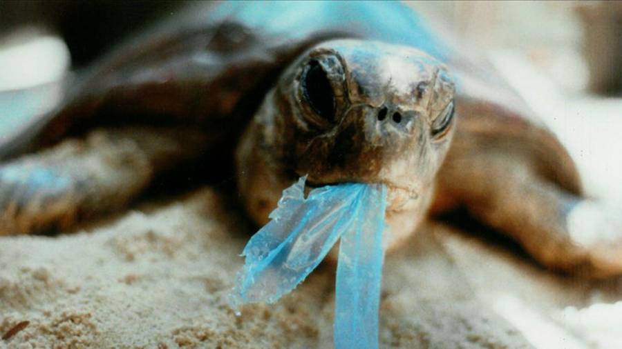 Tortugas, aves y mamíferos de todo el mundo se ven afectados por las toneladas de basura que se vierten en los mares. FOTOS: GEPEC