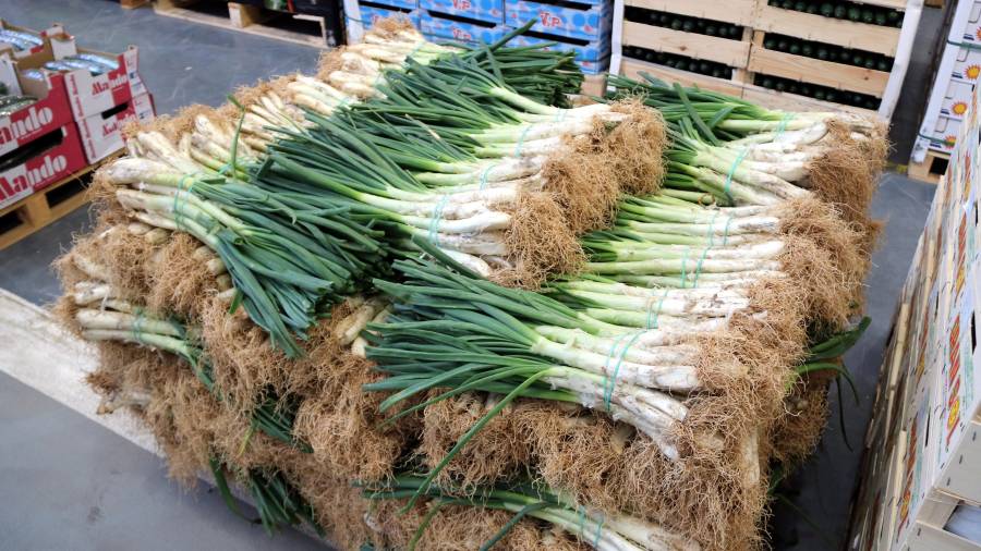 Los calçots de Valls se reconocen porque están atados con un hilo azul. FOTO: DT