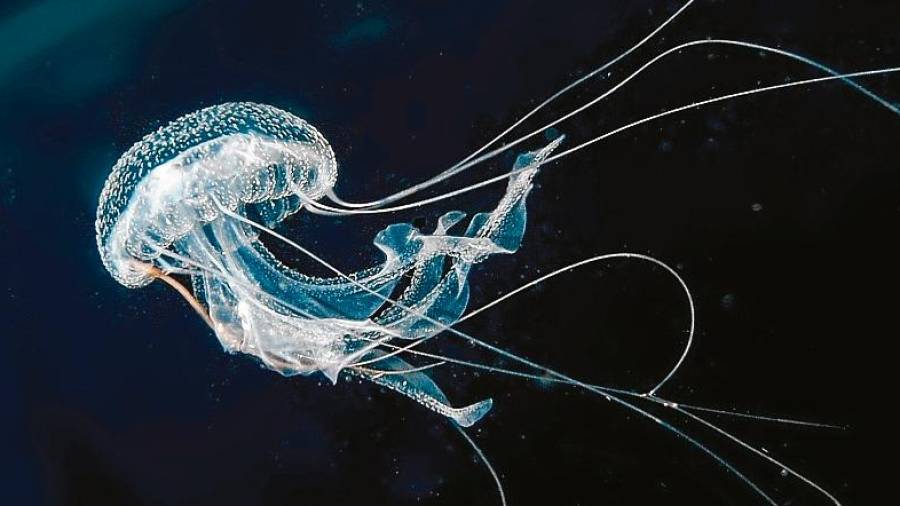 La ULPGC recuerda que las medusas son «un componente esencial» de los ecosistemas marinos. FOTO: Getty Images