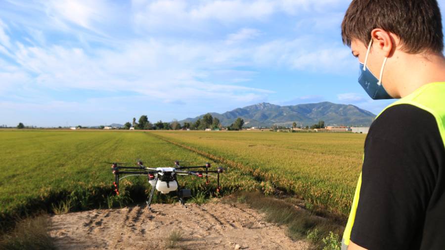 Treballador d’EbreDrone enlairant un dron de l’empresa en un arrossar a Amposta FOTO: ACN