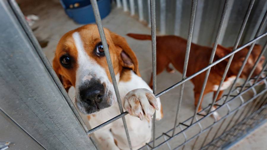 Uno de los perros de la Protectora de Animales en la zona de jaulas. FOTO: PERE FERRÉ