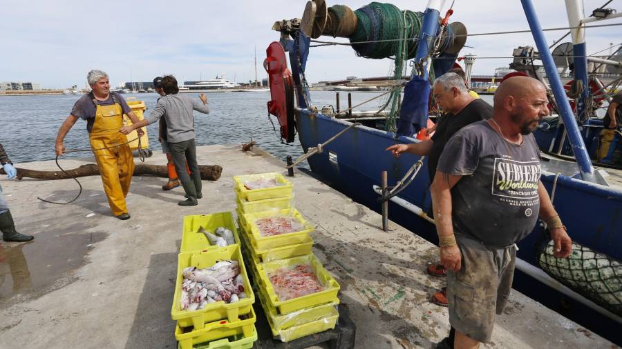 Darrerament s’han incorporat 24 pesquers d’arrossegament a la flota de la ciutat. FOTO: PERE FERRÉ