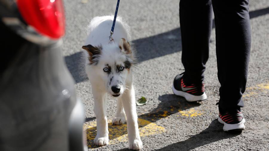 Imagen de un perro paseando con su dueño por la ciudad. Tener a un perro encerrado de manera permanente puede comportar sanción. FOTO: PERE FERRÉ