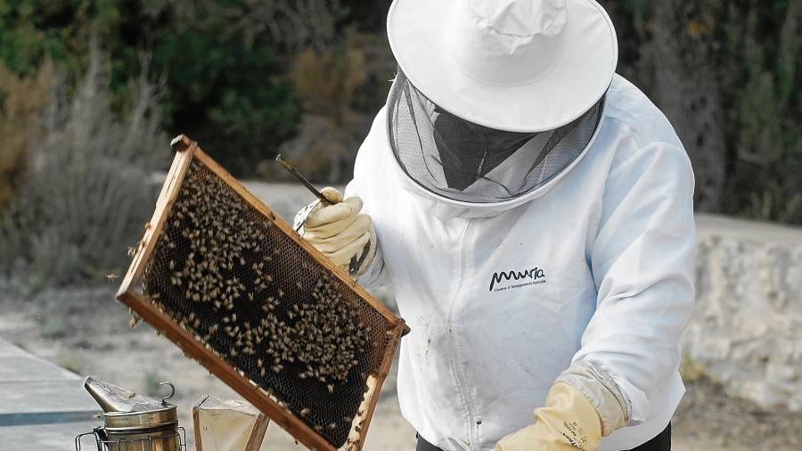 Un apicultor de Mel Muria trabajando con parte de la colmena Dadant, una de las más comunes y también de mayor tamaño. FOTO: Joan Revillas
