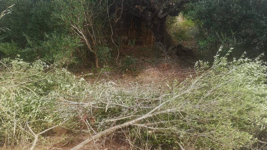 Algunas de las ramas esparcidas por los campos de Emprius tras la tala ilegal de algarrobos. FOTO: CEDIDA