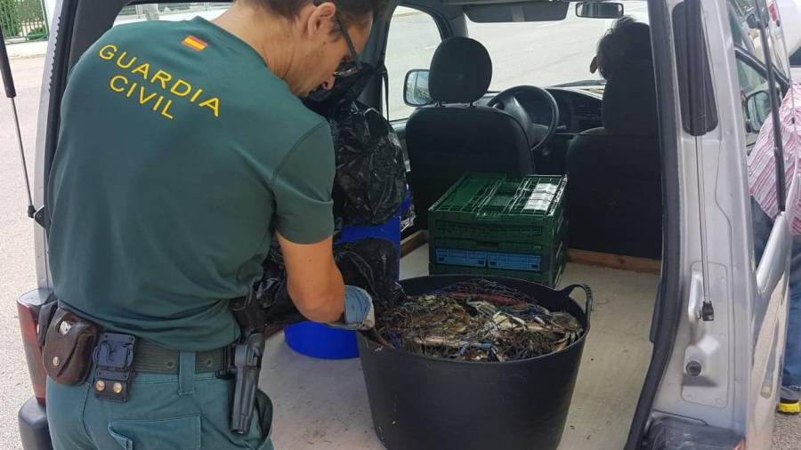 Los ejemplares capturados se dieron a un centro de beneficiencia de Amposta. FOTO: Guardia Civil