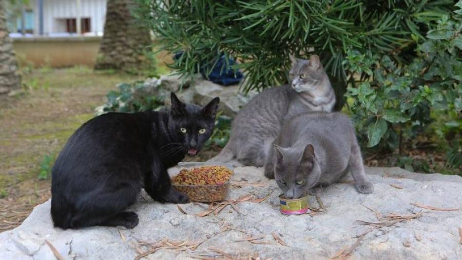 Las colonias de gatos están pensados para que estos animales tengan un lugar en las ciudades y puedan convivir con los vecinos.