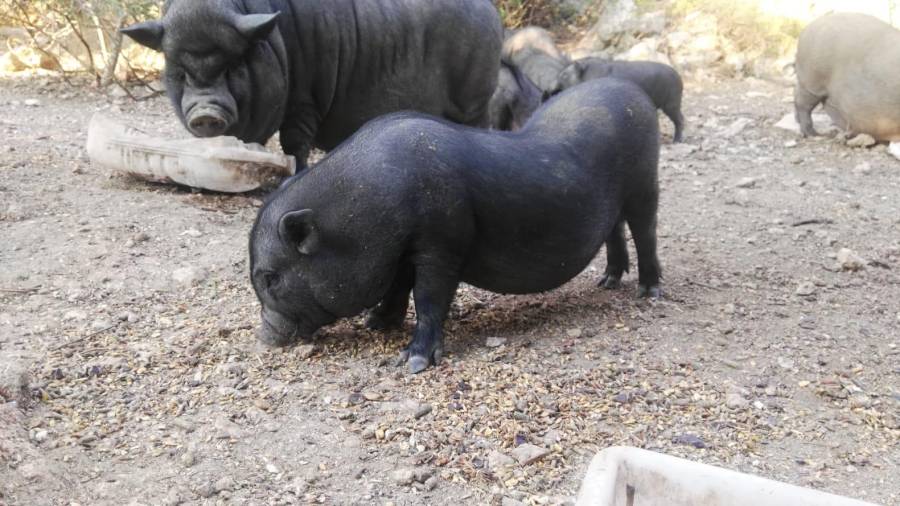 Los cerdos de la colonia. FOTO: Nova Eucària