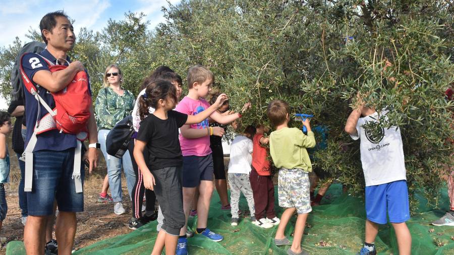 Els més petits van ser els encarregats de fer caure les olives amb unes pintes i amb les mans. FOTO: ALFREDO GONZÁLEZ