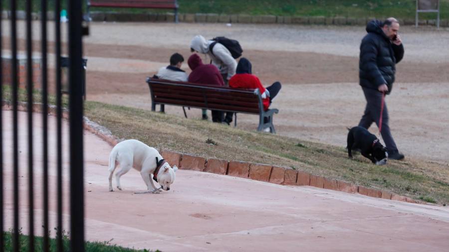 Tarragona cuenta con 140 perros registrados menos que Reus, según los datos facilitados por los dos consistorios municipales. FOTO: PERE FERRÉ