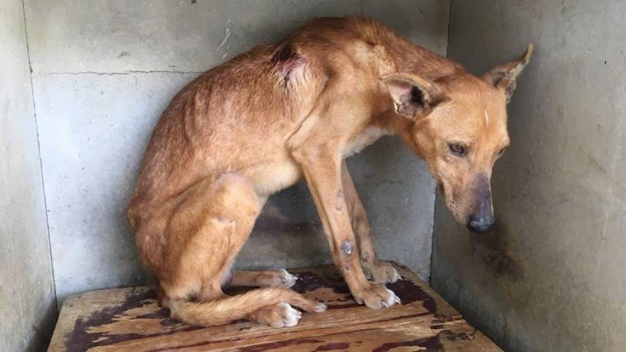 Imagen de archivo de un perro rescatado y que había sufrido maltrato animal. FOTO: Guardia Civil