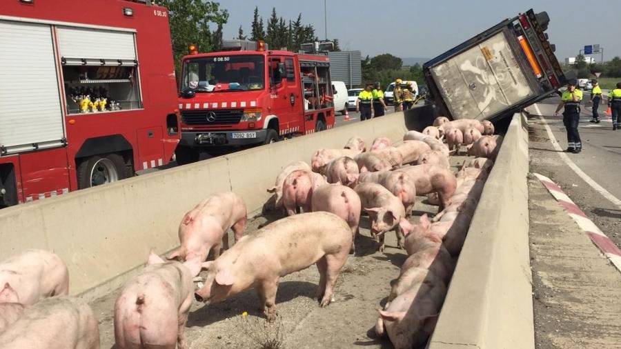 Imagen de archivo de otro camión de cerdos accidentado en Vila-seca en 2018