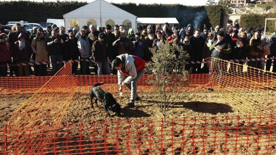 Imatge de l’edició de l’any passat d’aquest esdeveniment, que compta amb un concurs de gossos que tracten de localitzar, en un temps de quatre minuts, tòfones amagades. FOTO: Dídac Espasa