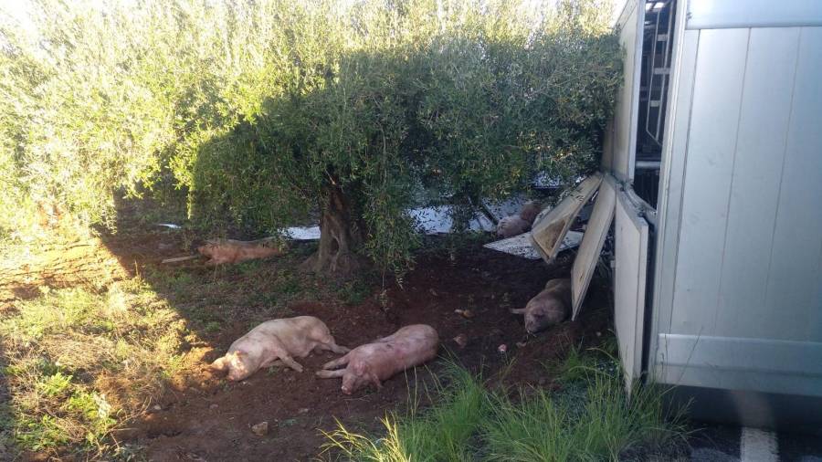 Varios cerdos han muerto a causa del accidente: Foto: Trànsit
