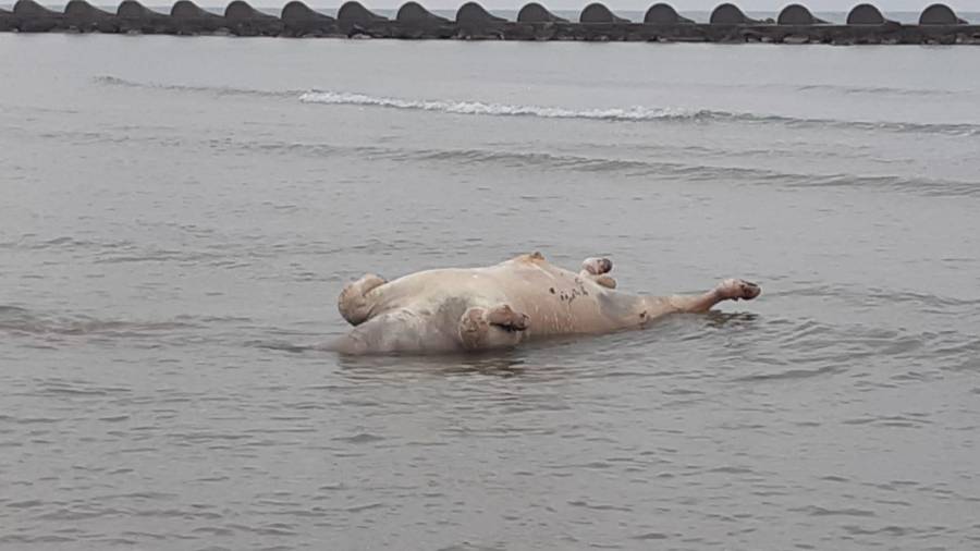 La vaca que sacó el mar a la playa de Cunit.