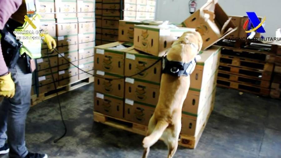 Un perro detector de droga buscando la cocaína en el interior de cajas de fruta. FOTO: dt