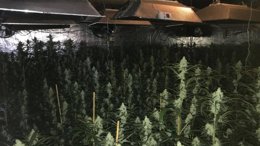 La plantación de marihuana de una de las dos viviendas. Hay unas 600 plantas. FOTO: DT