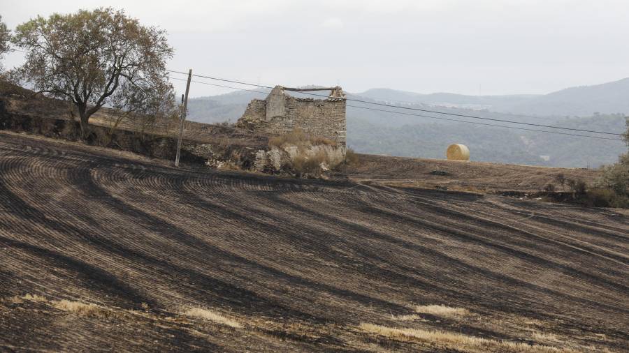 El foc ha deixat un paisatge desolador a la Conca de Barberà. Foto: P. F.