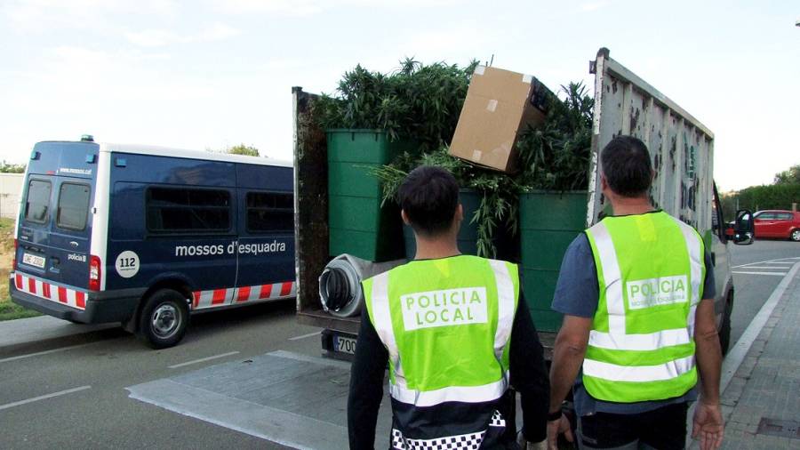 Els Mossos d'Esquadra y la Policía Local de Cambrils se llevaron un centenar de plantas de marihuana de la vivienda Muntanya de la Mola. Foto: CME