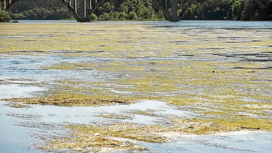 Aspecte del riu Ebre, a l’altura de Garcia, amb un gran acumulació d’algues.