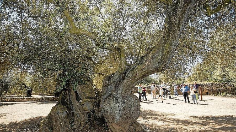 Un dels exemplars d’oliveres monumentals inventariat a la partida de l’Arion, a Ulldecona. FOTO: Joan Revillas