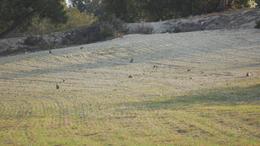 Caçadors i pagesos alerten que no n’hi haurà prou i vaticinen greus danys a sembrats, hortes i conreus a punt de brostar. Foto: ACN
