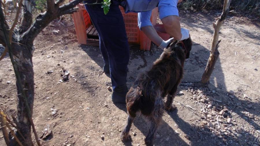 Un agent, amb un dels gossos intervinguts a l’acusat. FOTO: Mossos