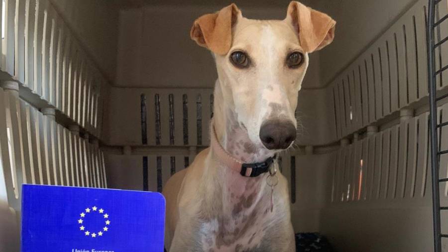 Els gossos necessiten passaport si surten del territori de l'Estat espanyol.
