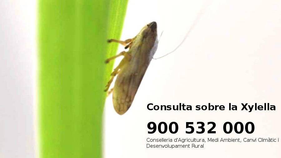 Telèfon sobre la perillosa plaga activat pel Govern Valencià. Foto. GVA