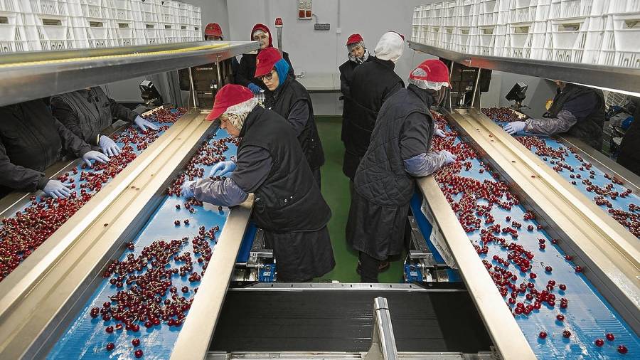 Varias trabajadoras revisando las cerezas después de que hayan pasado por las calibradoras. FOTO: Joan Revillas