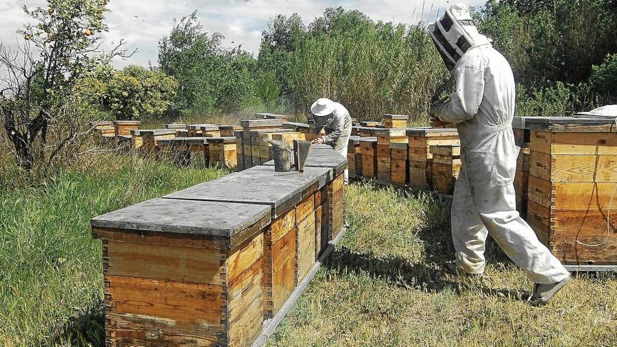 Apicultors ebrencs recollint la mel de les arnes. FOTO: Joan Revillas