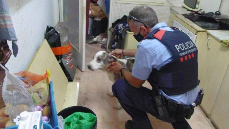Un agent amb la gossa abans de ser retirada. FOTO: MOSSOS