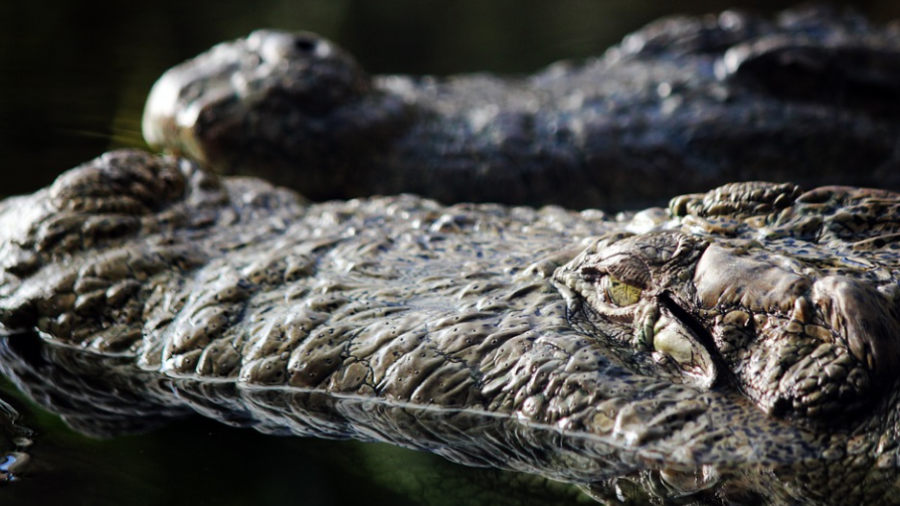 Un caimán en una imagen de archivo. Foto: Pixabay