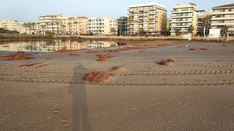 Los restos de las plantas se han esparcido por las playas.