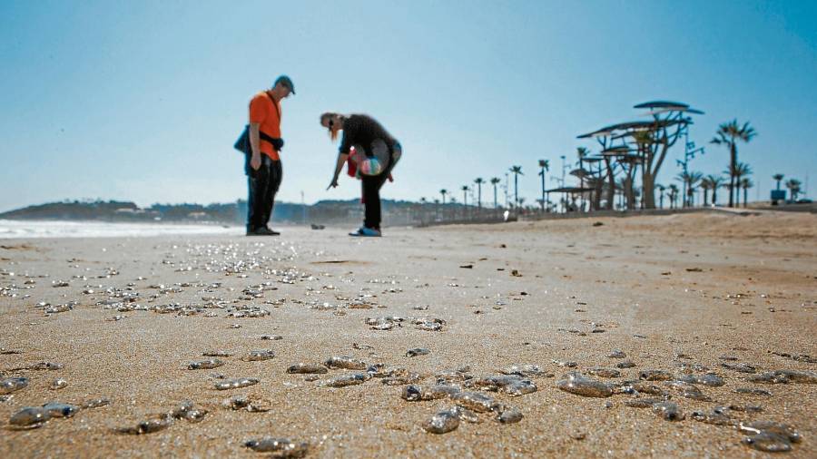 La playa de La Pineda brillaba el viernes por la presencia de centenares de salpas que llegaron a la arena arrastradas por el mar. FOTO: Alba Mariné